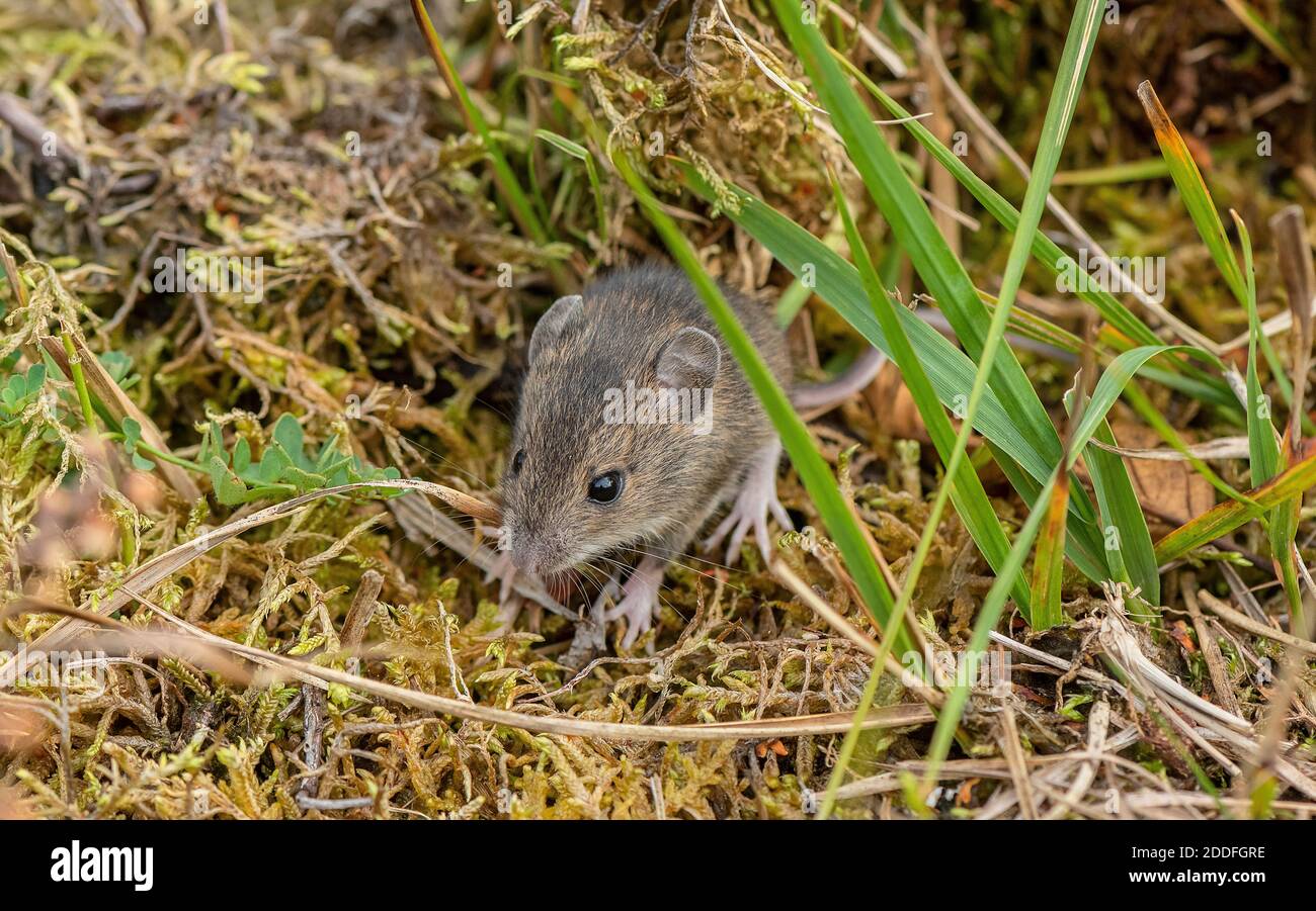 La souris à bois, Apodemus sylvaticus, se nourrissant dans les prairies pendant la journée; New Forest. Banque D'Images