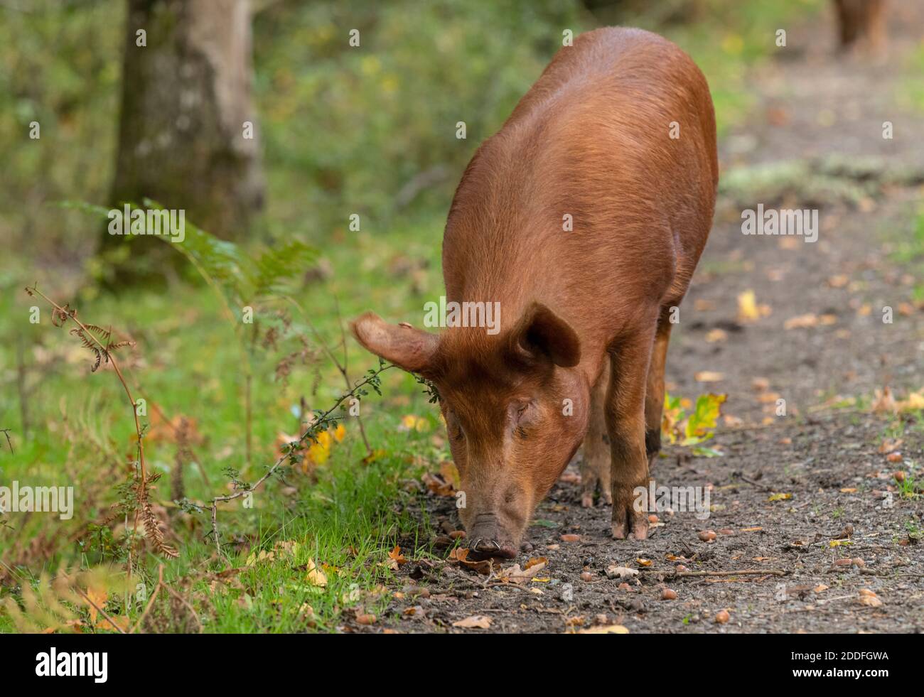 Tamorth cochons jusqu'à la pannage, mangeant des glands, dans la Nouvelle forêt en automne. Banque D'Images