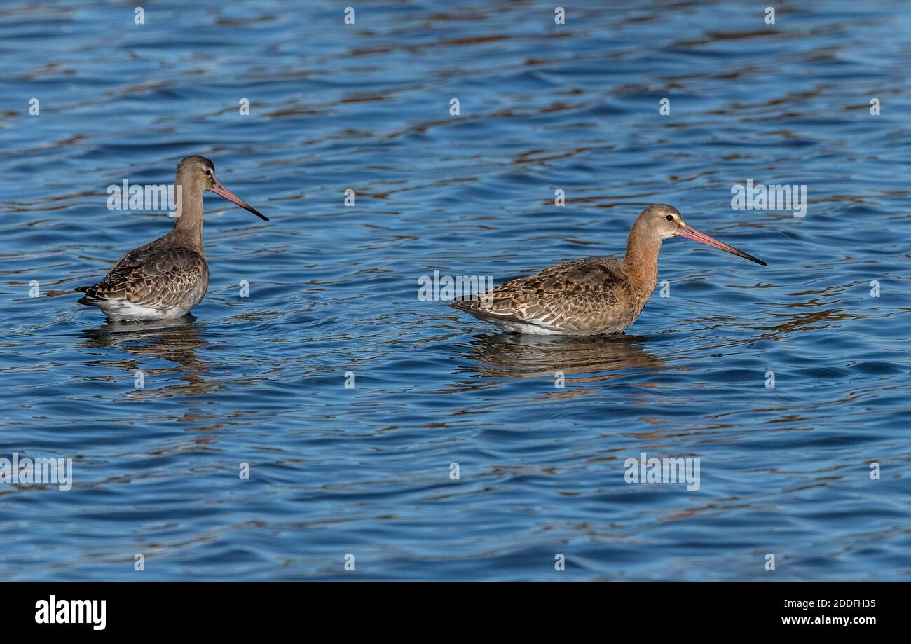 Godwits à queue noire, Limosa limosa, en automne dans un lagon côtier peu profond, Lodmoor, Dorset. Banque D'Images