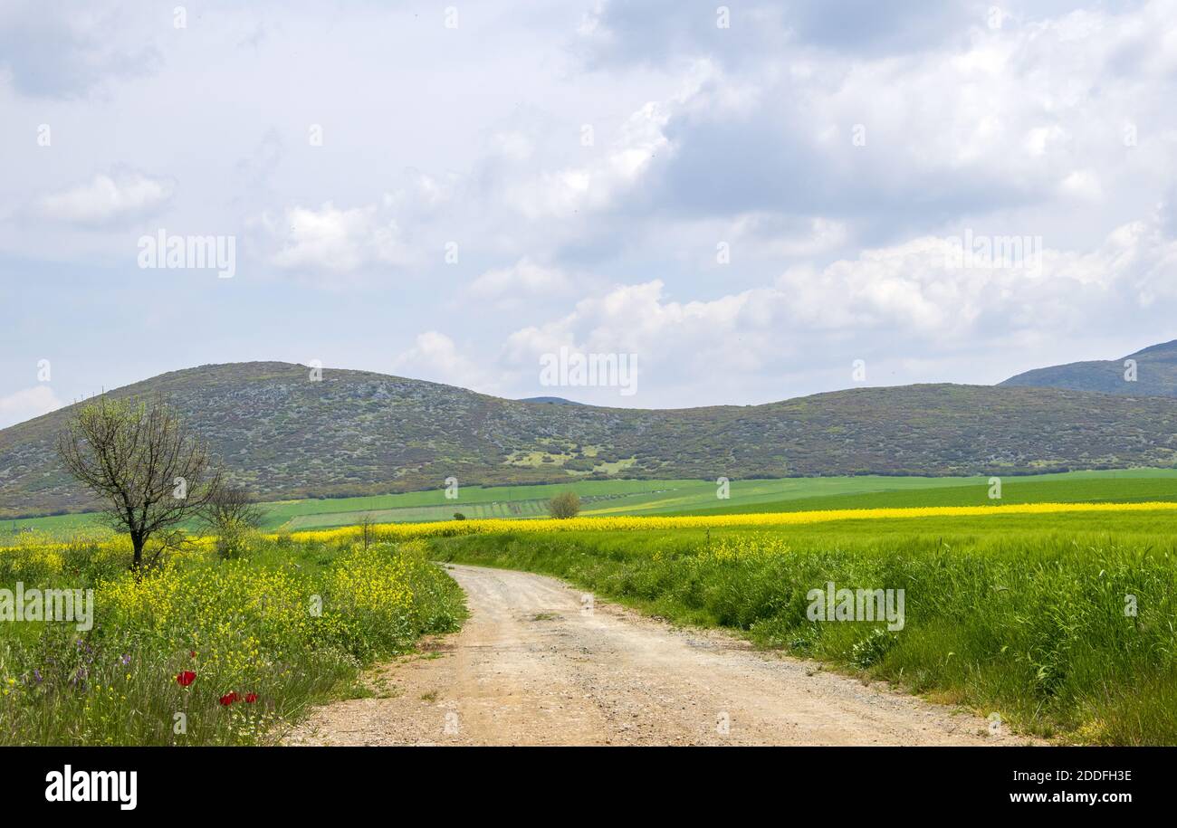 Un paysage de chemin dans le champ de colza jaune avec le canola fleurs sous un ciel bleu Banque D'Images
