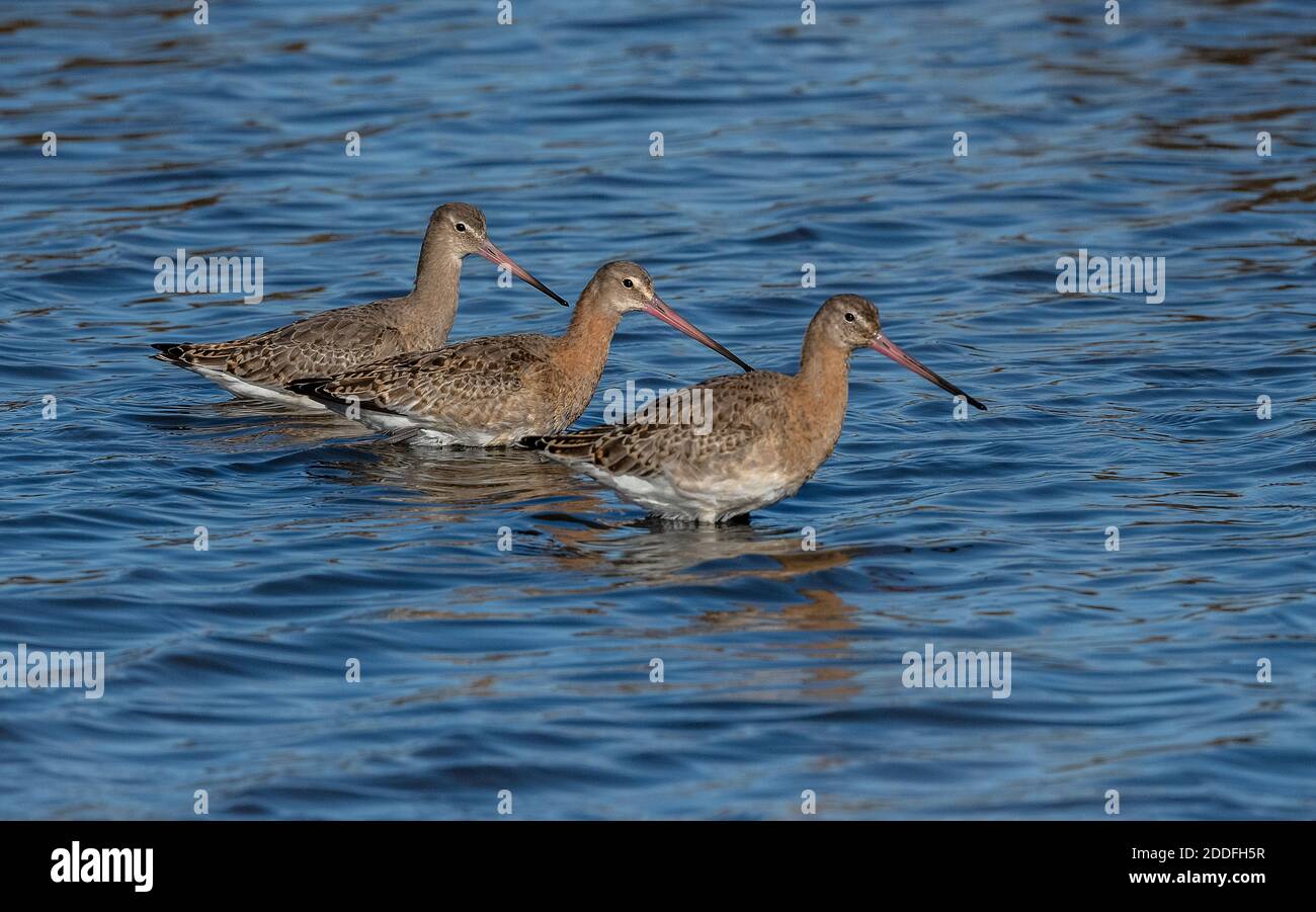 Godwits à queue noire, Limosa limosa, en automne dans un lagon côtier peu profond, Lodmoor, Dorset. Banque D'Images