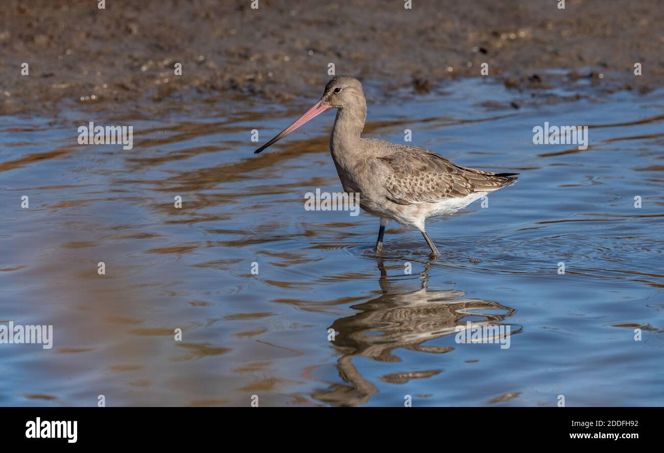 Godwit à queue noire, Limosa limosa, en automne dans un lagon côtier peu profond, Lodmoor, Dorset. Banque D'Images