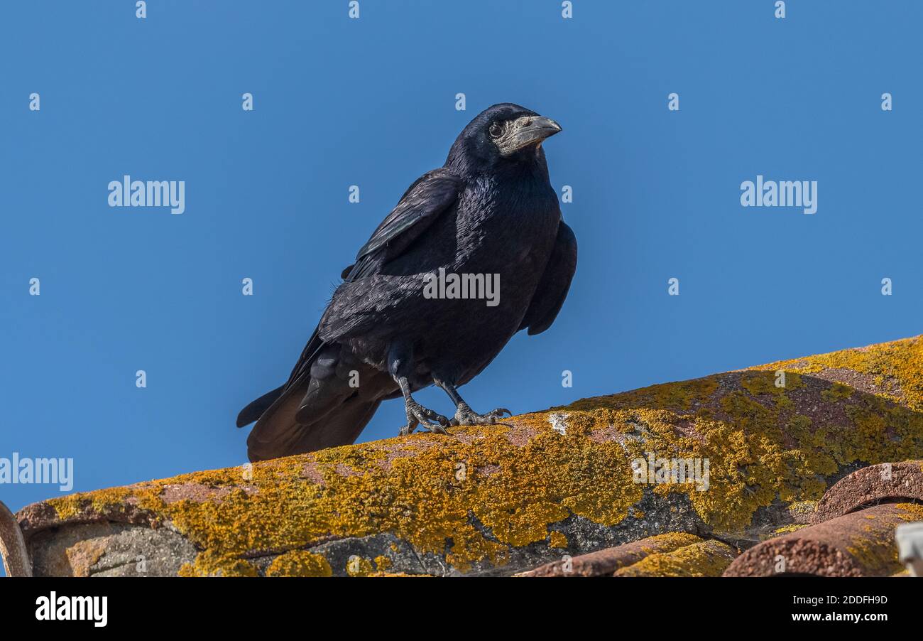 Rook, Corvus frugilegus, perché sur le toit, Dorset. Banque D'Images