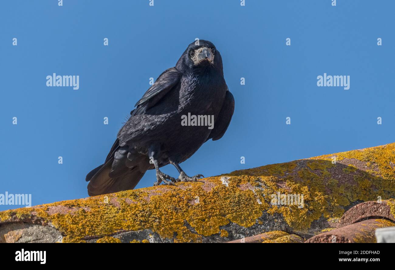 Rook, Corvus frugilegus, perché sur le toit, Dorset. Banque D'Images