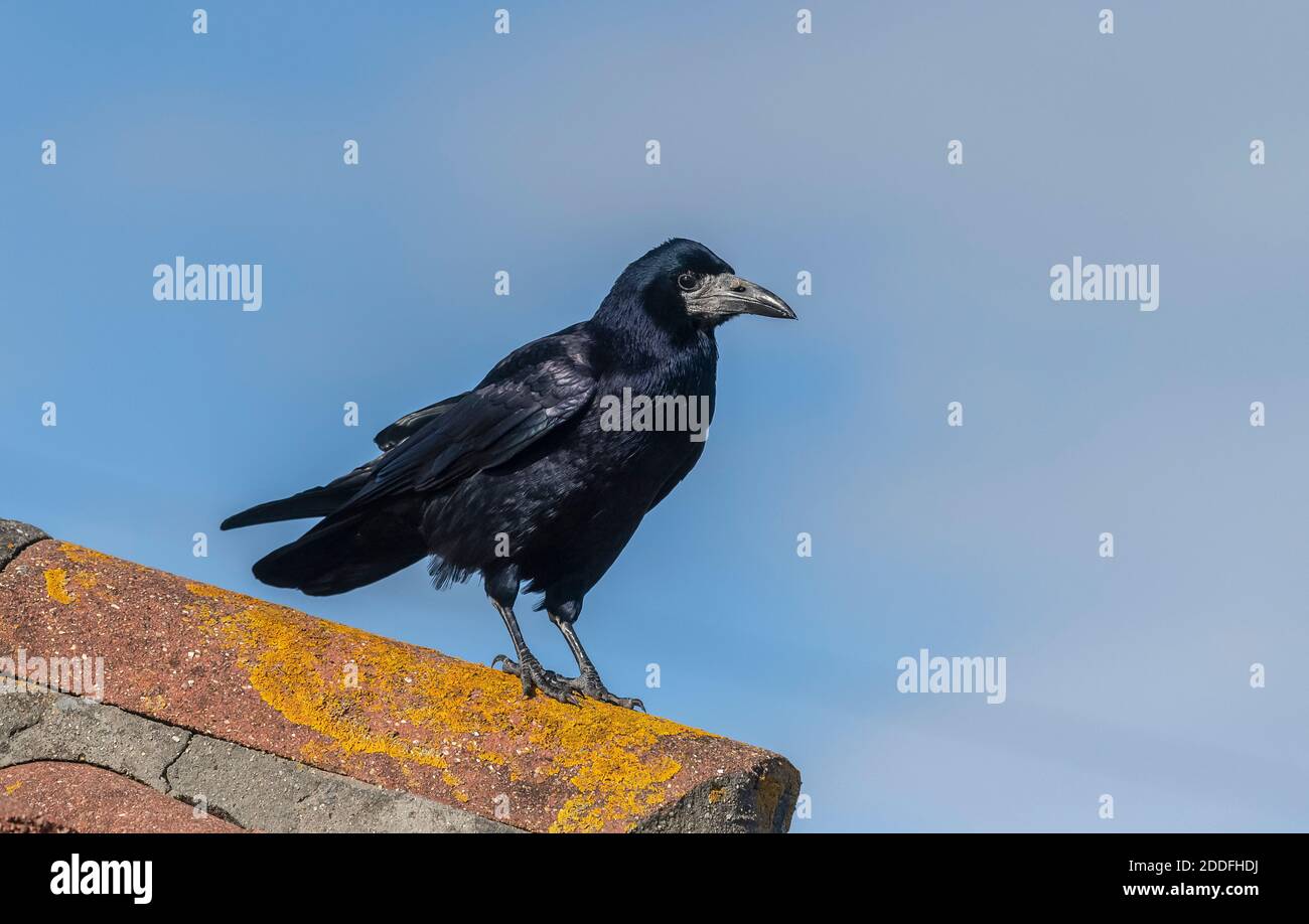 Rook, Corvus frugilegus, perché sur le toit, Dorset. Banque D'Images