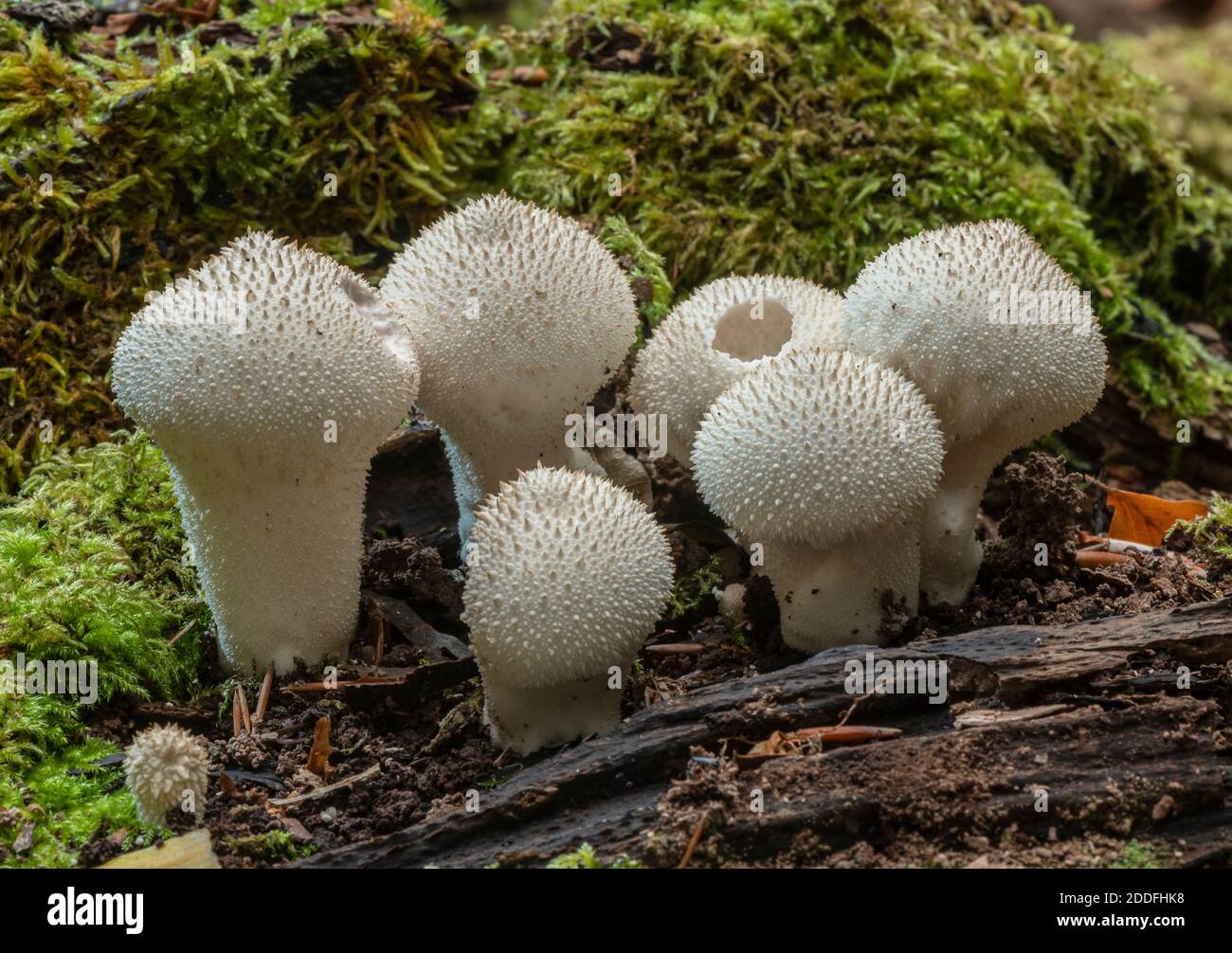 Groupe de boulettes de macaron communes, Lycoperdon perlatum, sur le bois déchu, Nouvelle forêt. Banque D'Images
