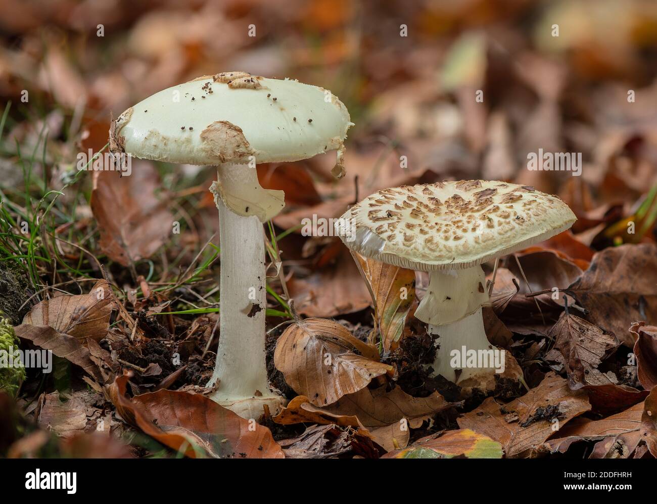 Faux Deathcap, Amanita citrina, champignons dans le bois de Beech. Banque D'Images