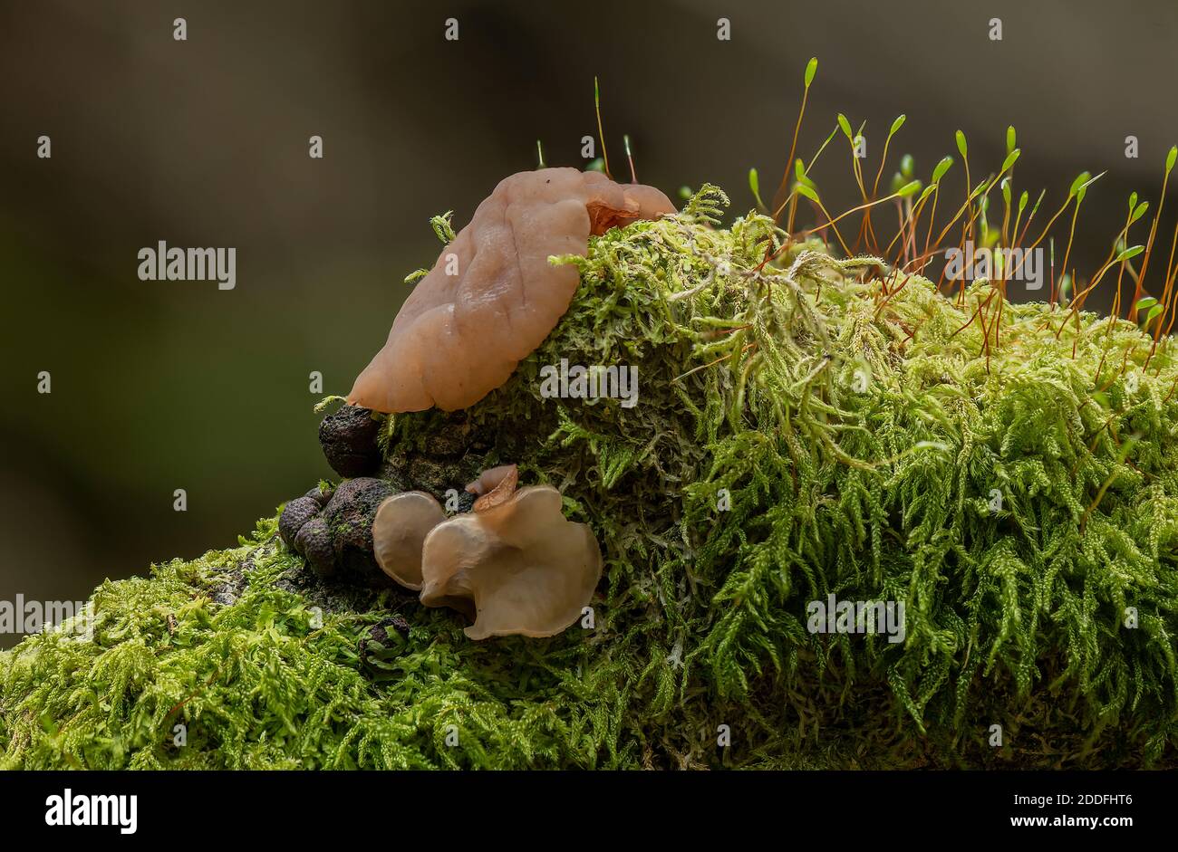 Hêtre Jellydisc, Neobulgaria pura, sur tronc de hêtre moussy. Banque D'Images