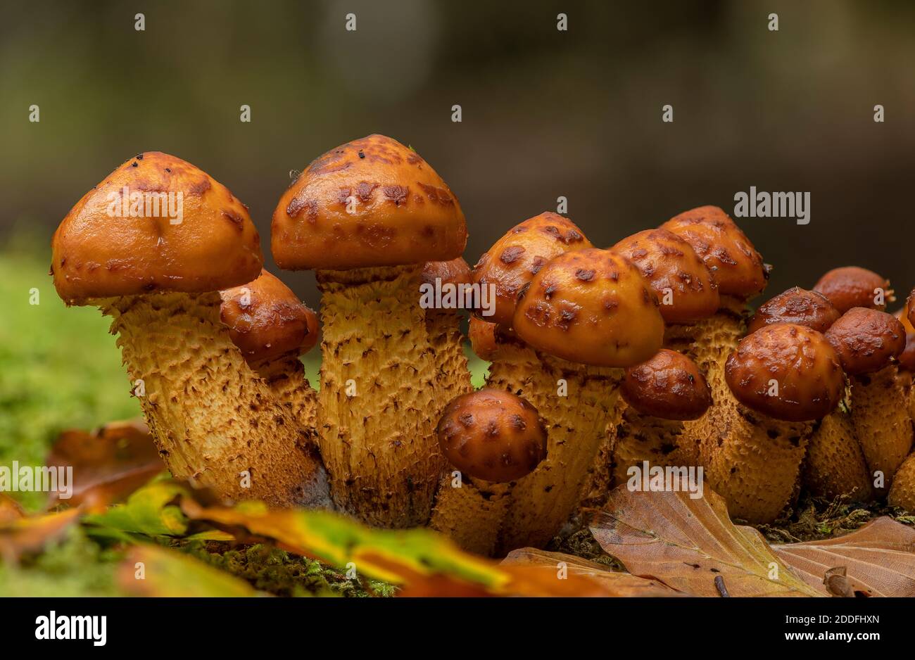 Un groupe de Scalycap doré en développement, Pholiota aurivella, sur tronc de hêtre. Nouvelle forêt. Banque D'Images