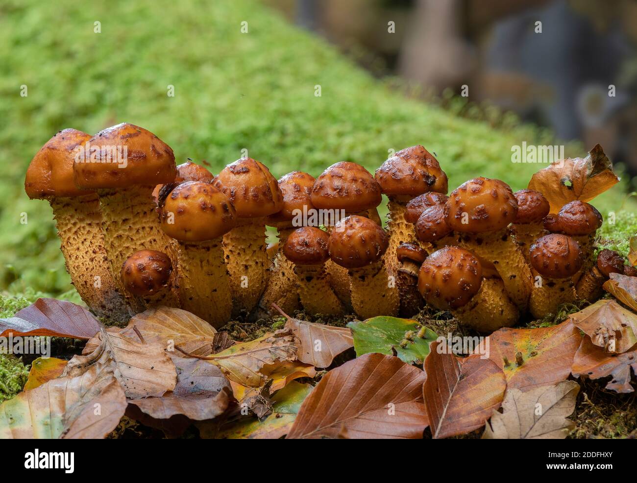 Un groupe de Scalycap doré en développement, Pholiota aurivella, sur tronc de hêtre. Nouvelle forêt. Banque D'Images