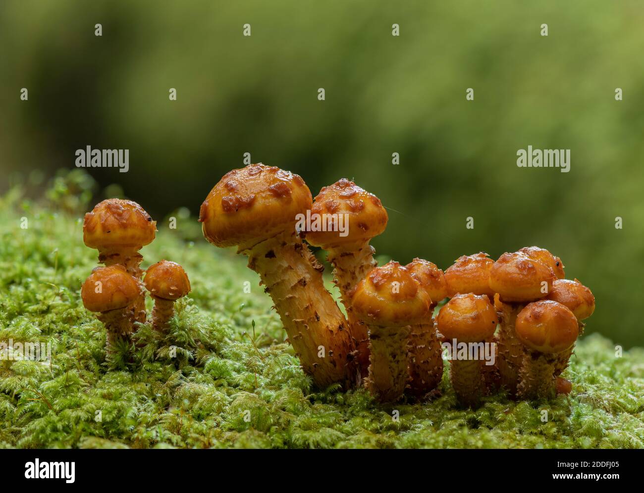 Un groupe de Scalycap doré en développement, Pholiota aurivella, sur tronc de hêtre. Nouvelle forêt. Banque D'Images
