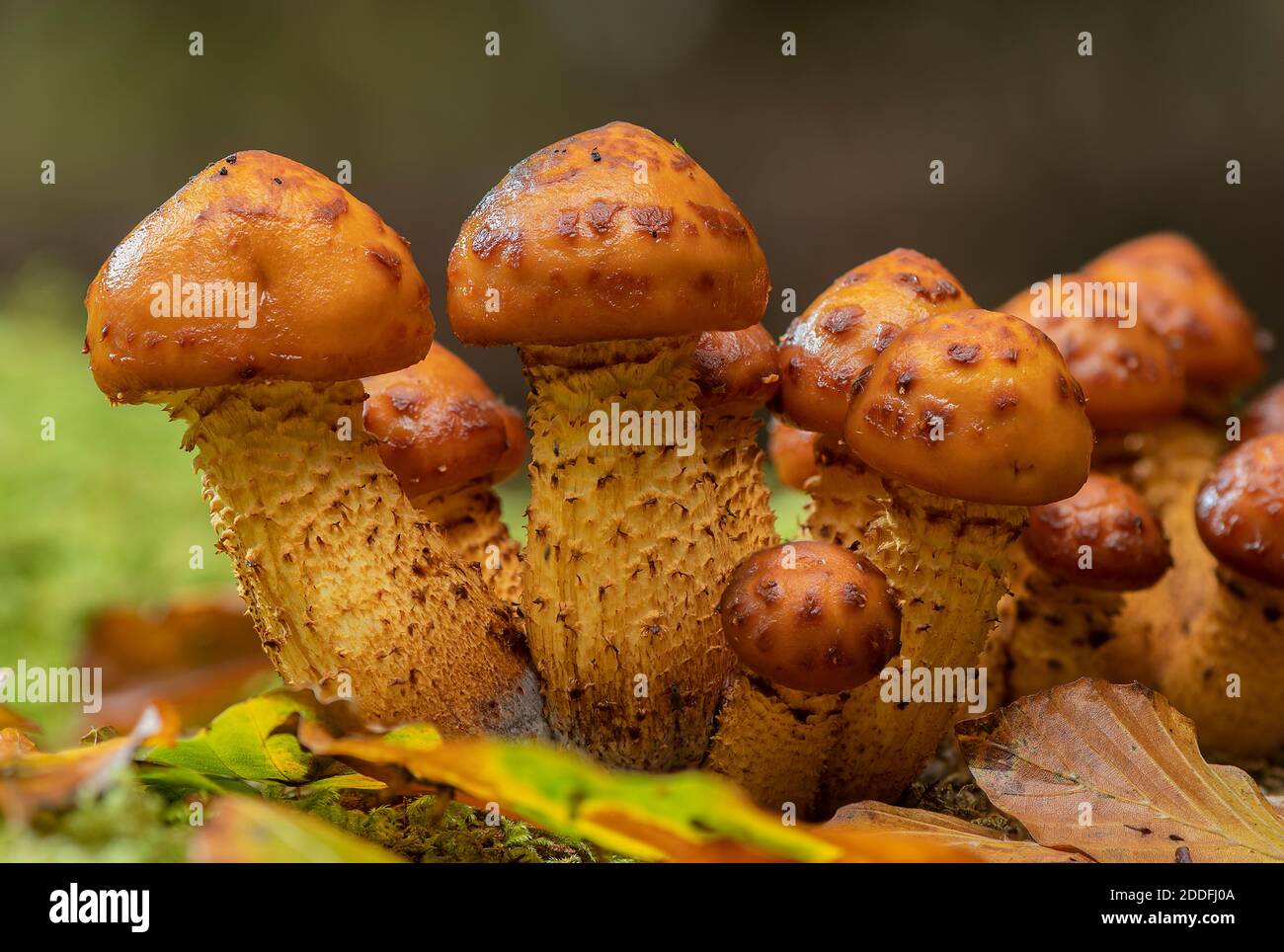 Un groupe de Scalycap doré en développement, Pholiota aurivella, sur tronc de hêtre. Nouvelle forêt. Banque D'Images