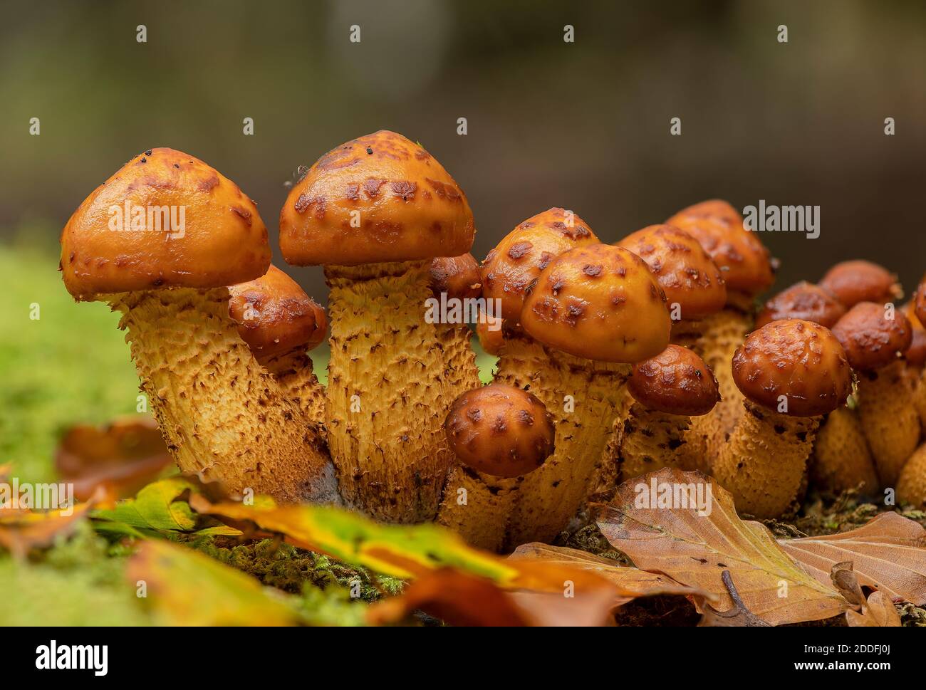 Un groupe de Scalycap doré en développement, Pholiota aurivella, sur tronc de hêtre. Nouvelle forêt. Banque D'Images