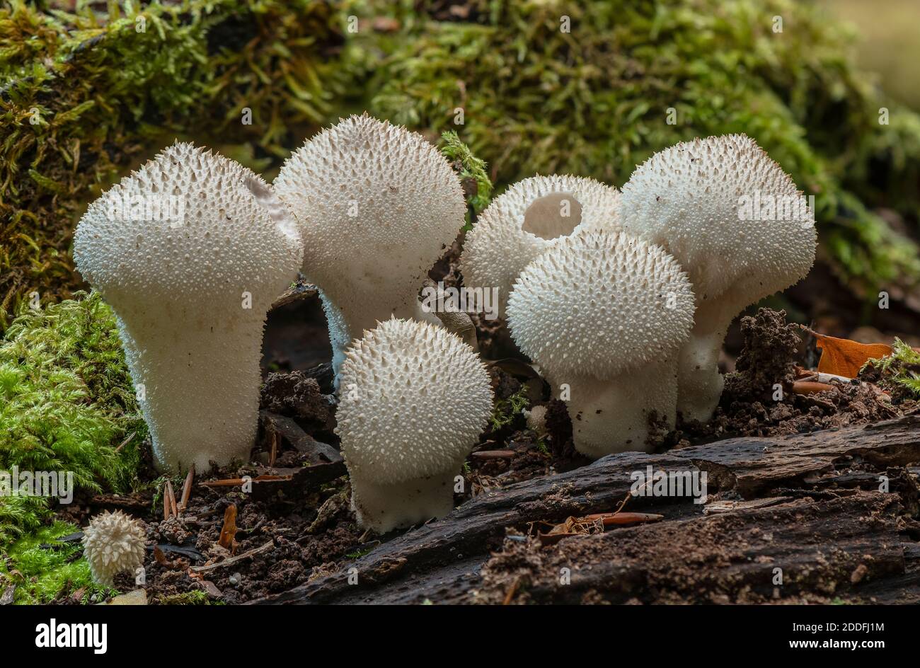 Groupe de boulettes de macaron communes, Lycoperdon perlatum, sur le bois déchu, Nouvelle forêt. Banque D'Images