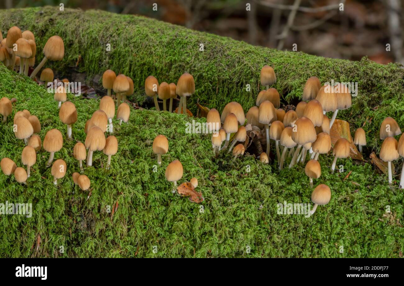 Tête d'encre scintillantes, Coprinellus micaceus, grappe sur une souche de hêtre ancien. Banque D'Images