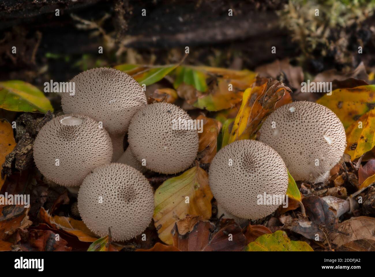 Groupe de boulettes de macaron communes, Lycoperdon perlatum, sur le bois déchu, Nouvelle forêt. Banque D'Images