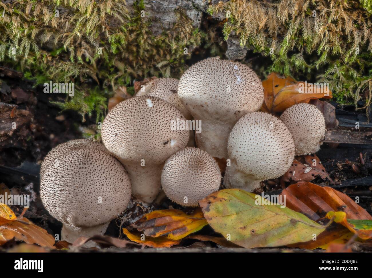 Groupe de boulettes de macaron communes, Lycoperdon perlatum, sur le bois déchu, Nouvelle forêt. Banque D'Images