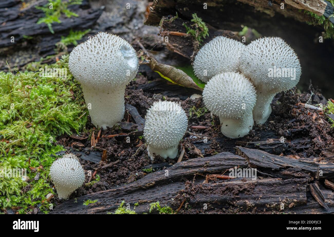 Groupe de boulettes de macaron communes, Lycoperdon perlatum, sur le bois déchu, Nouvelle forêt. Banque D'Images