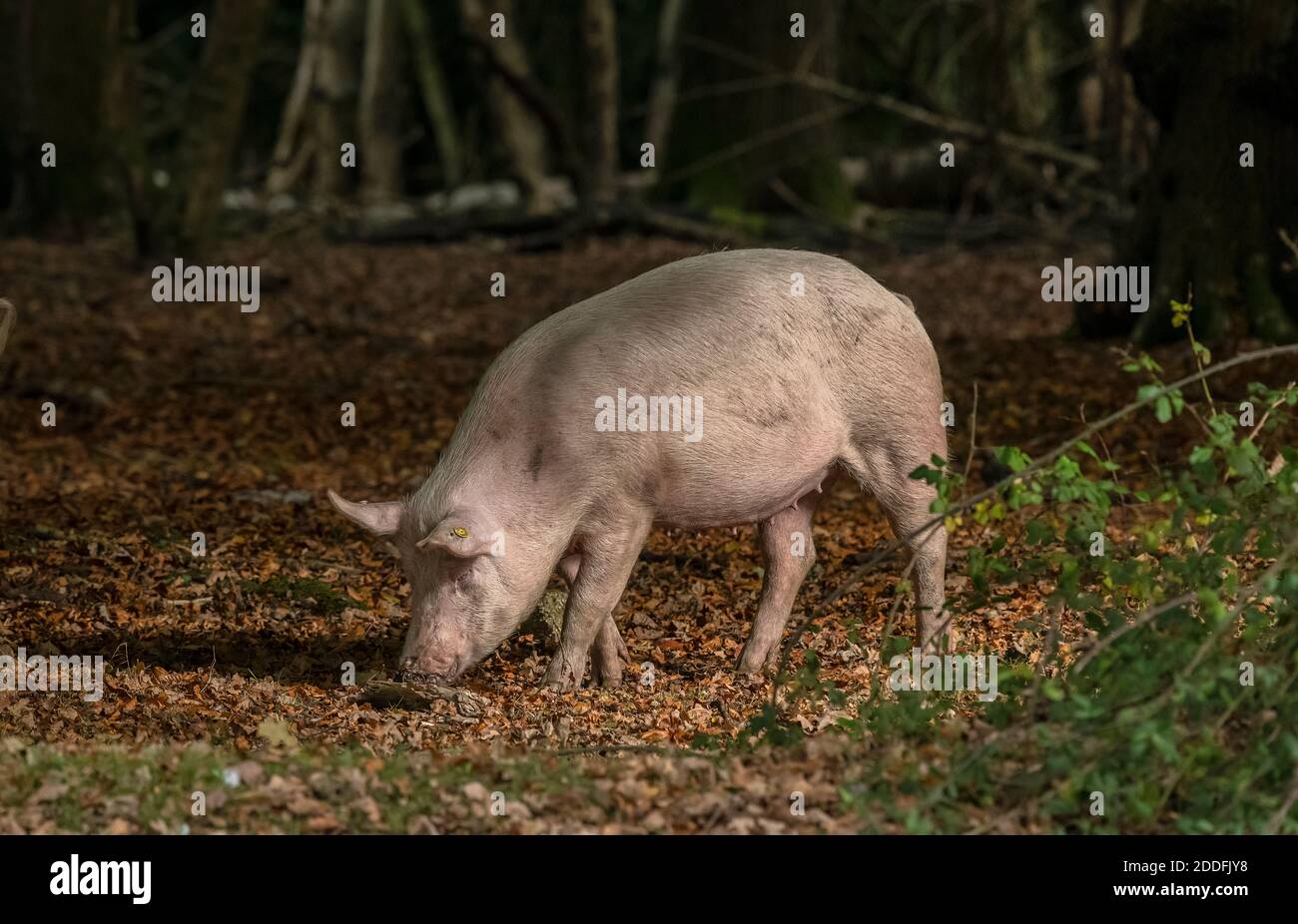 Gros porcs blancs, dans le bois de Bramshaw, pour les droits de la pannage; Nouvelle forêt. Banque D'Images