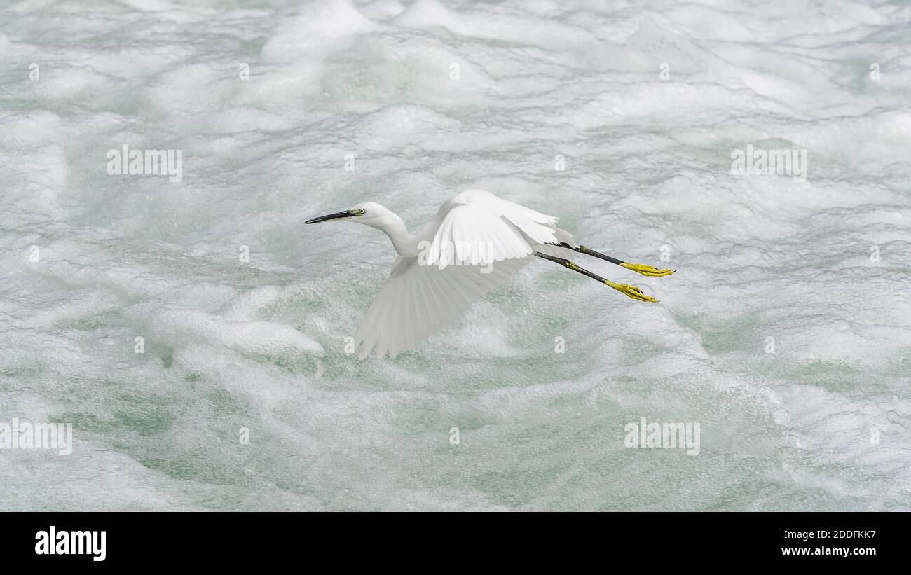 Little Egret traverser la rivière Rushing Egretta garzetta) Banque D'Images