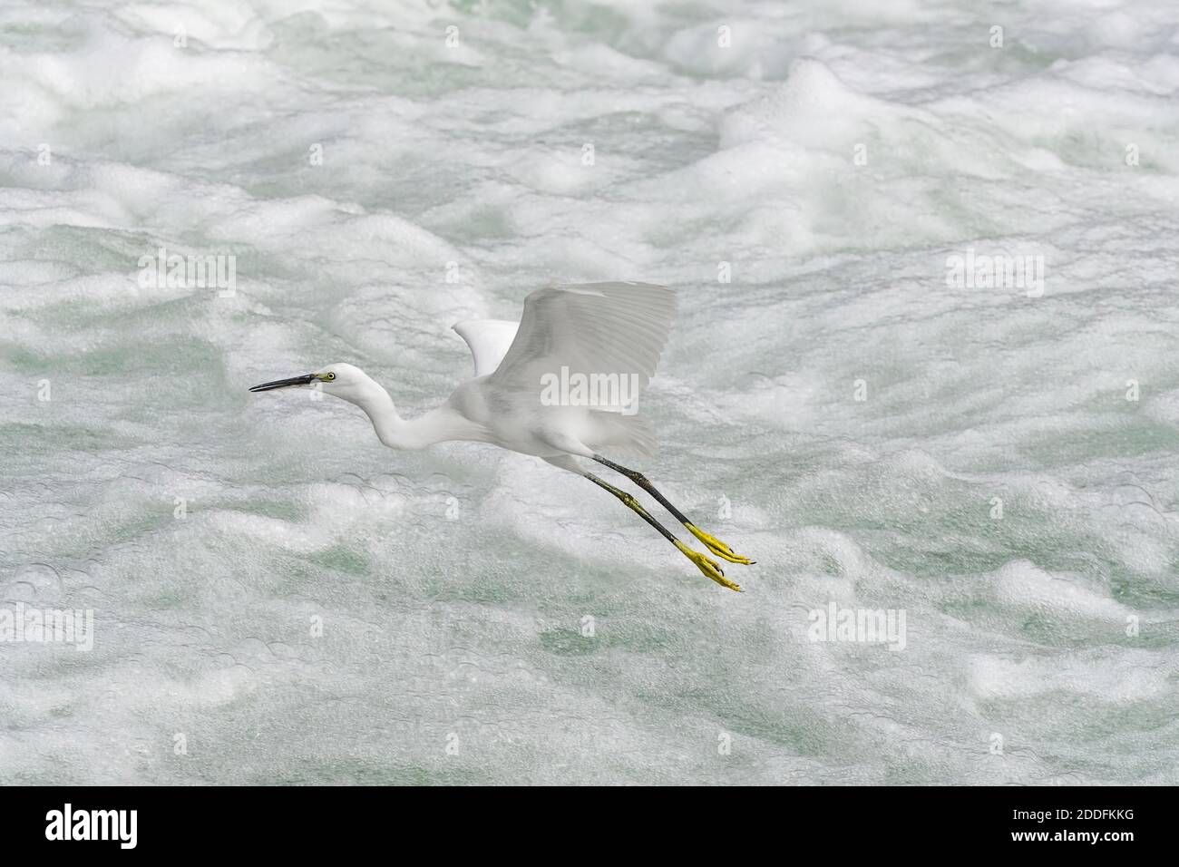 Little Egret traverser la rivière Rushing Egretta garzetta) Banque D'Images