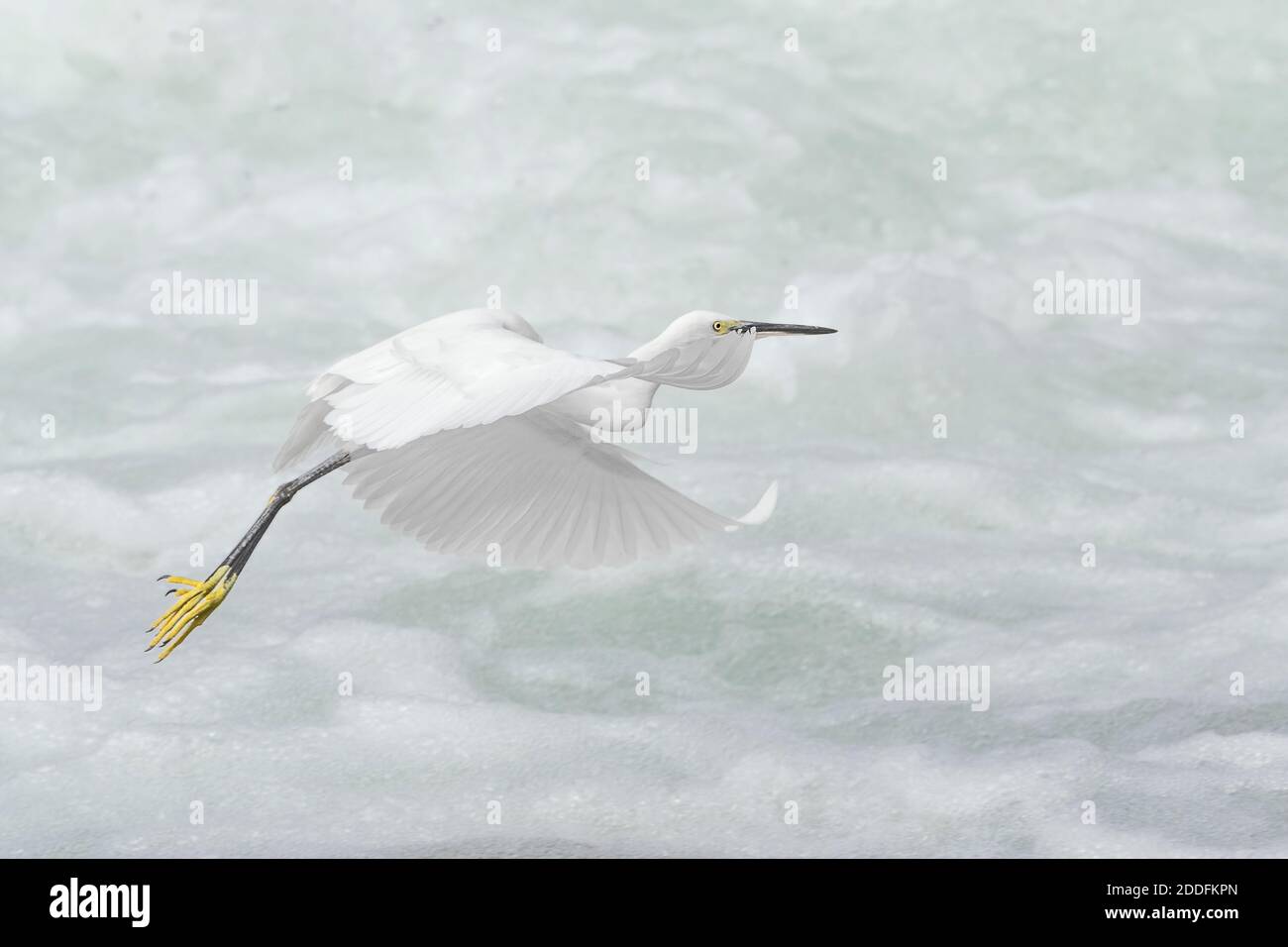 Little Egret traverser la rivière Rushing Egretta garzetta) Banque D'Images