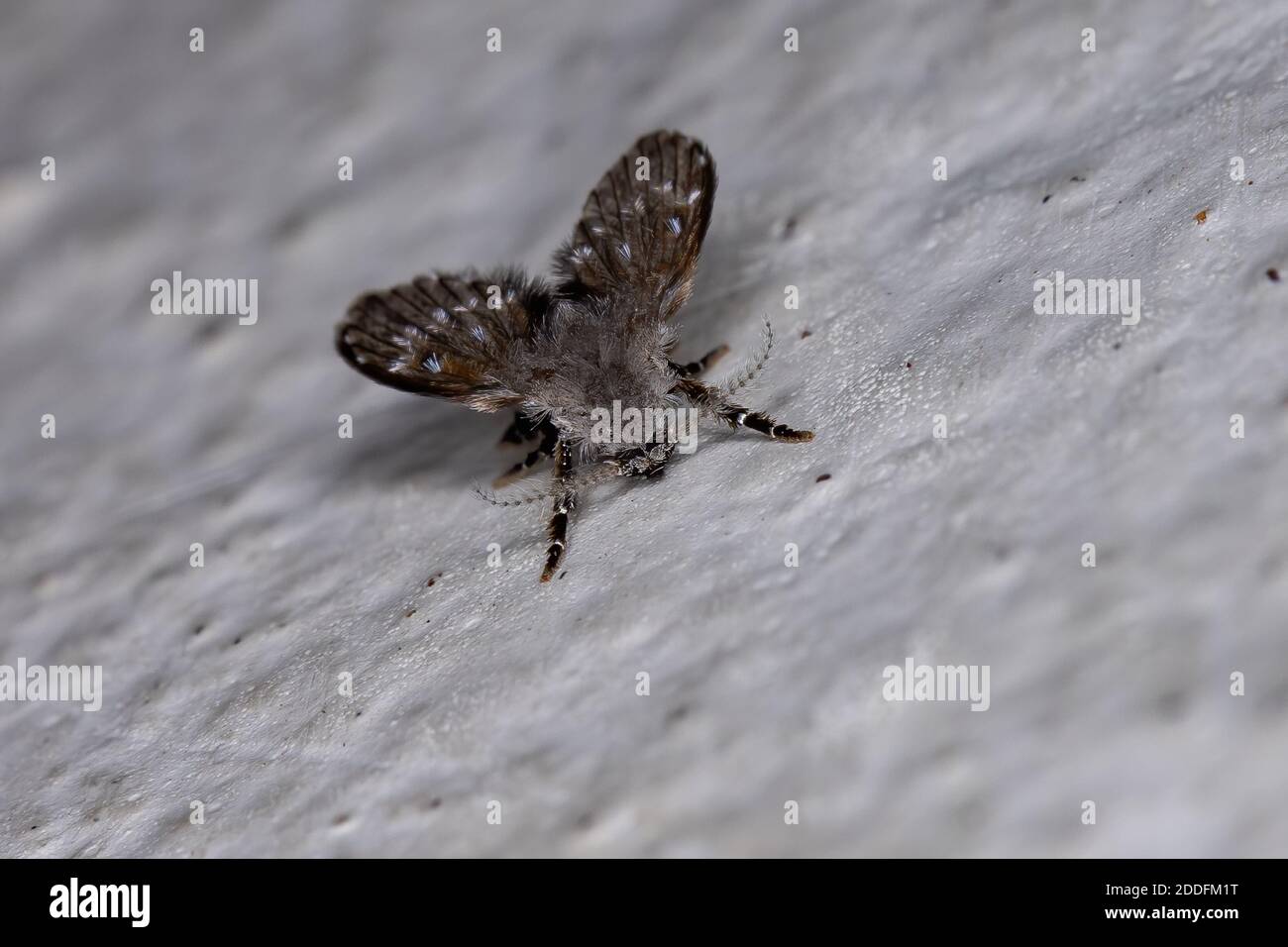 Salle de bains Moth midge de l'espèce Clogmia albipunctata Banque D'Images