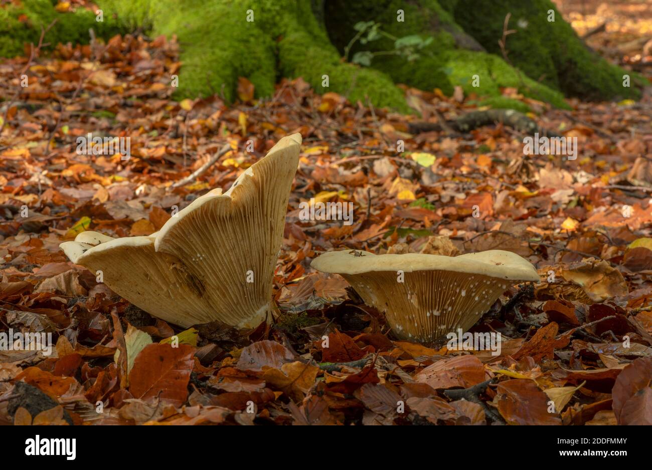 Milkcap à feuilles, Lactifluus vellereus, (Lactarius vellereus) champignons qui poussent dans des bois de hêtre à ciel ouvert, Nouvelle forêt. Banque D'Images