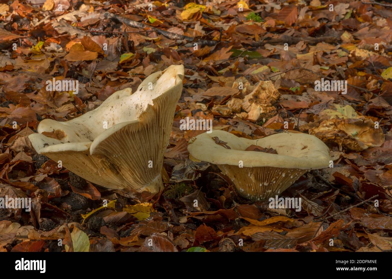 Milkcap à feuilles, Lactifluus vellereus, (Lactarius vellereus) champignons qui poussent dans des bois de hêtre à ciel ouvert, Nouvelle forêt. Banque D'Images