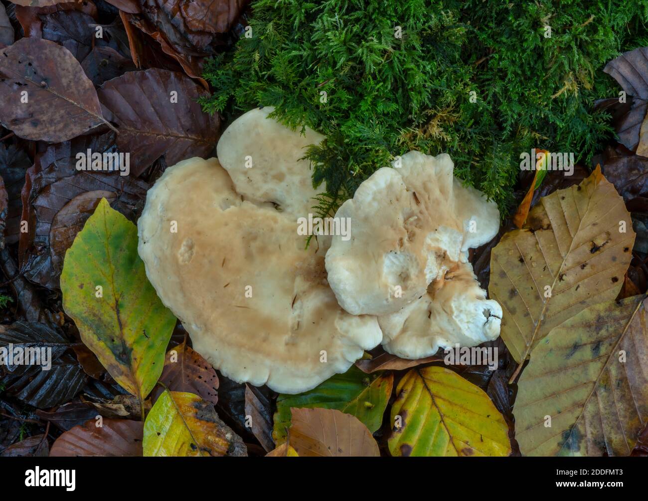 Hérisson en bois, ou champignon hérisson, Hydnum repandum, croissant sur une rive dans la forêt Beech, Nouvelle forêt. Banque D'Images