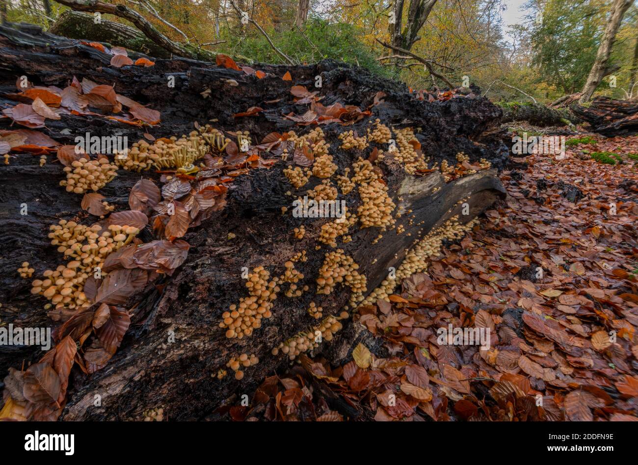 Tuft de soufre, Hypholoma fasciculare, champignon croissant en masse sur le hêtre déchu dans la Nouvelle forêt. Banque D'Images