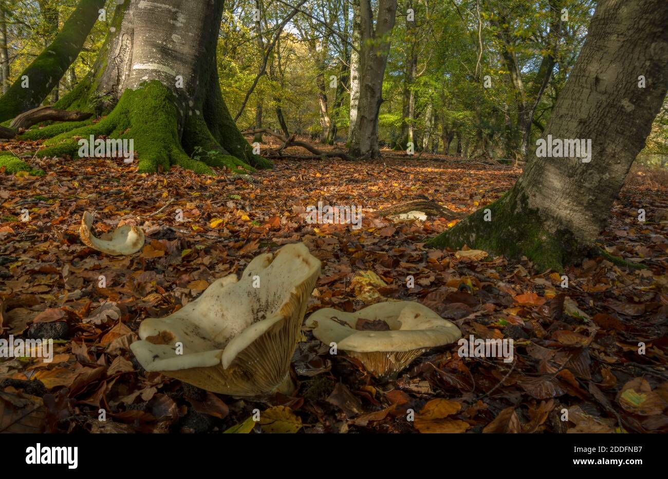 Milkcap à feuilles, Lactifluus vellereus, (Lactarius vellereus) champignons qui poussent dans des bois de hêtre à ciel ouvert, Nouvelle forêt. Banque D'Images