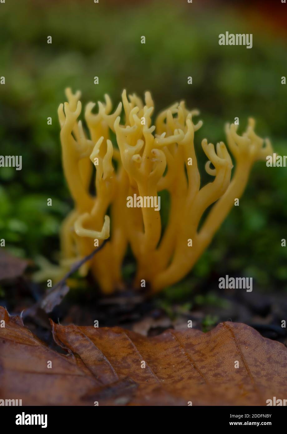 Prairie Coral, Clavulinopsis corniculata champignon poussant dans les bois de hêtre ouvert, Nouvelle forêt. Banque D'Images