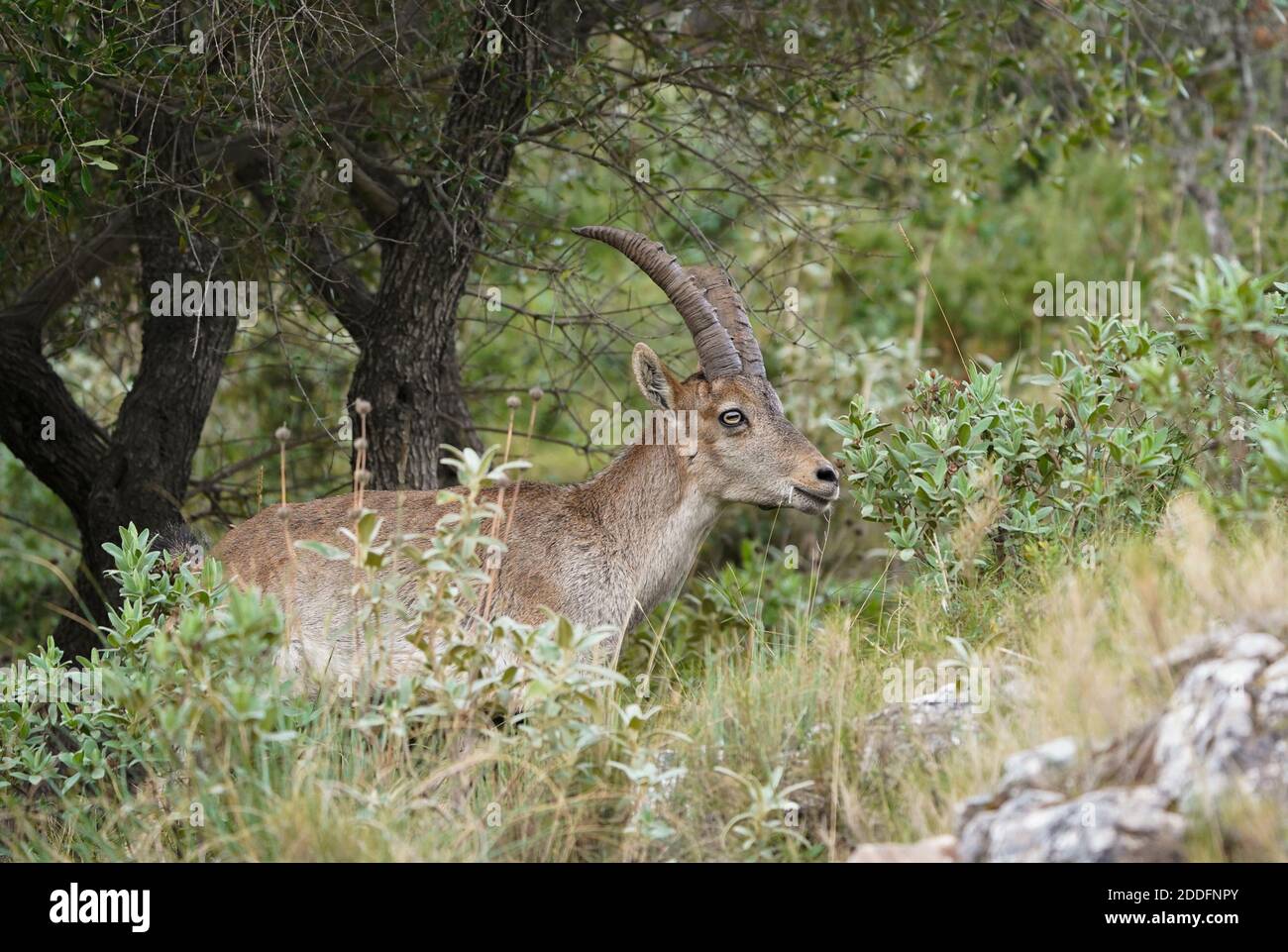 Bouc espagnol ibex, chèvre sauvage espagnol ou chèvre sauvage ibérique (Capra pyrenaica), Andalousie, Espagne. Banque D'Images