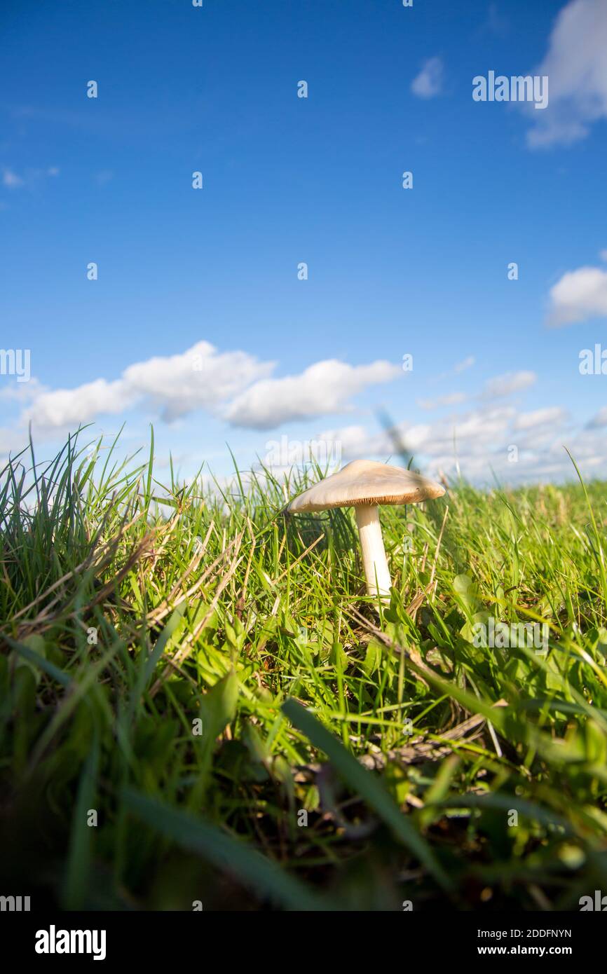 Vue à faible angle du champignon de champ, Agaricus campestris, poussant dans l'herbe avec le ciel bleu Banque D'Images