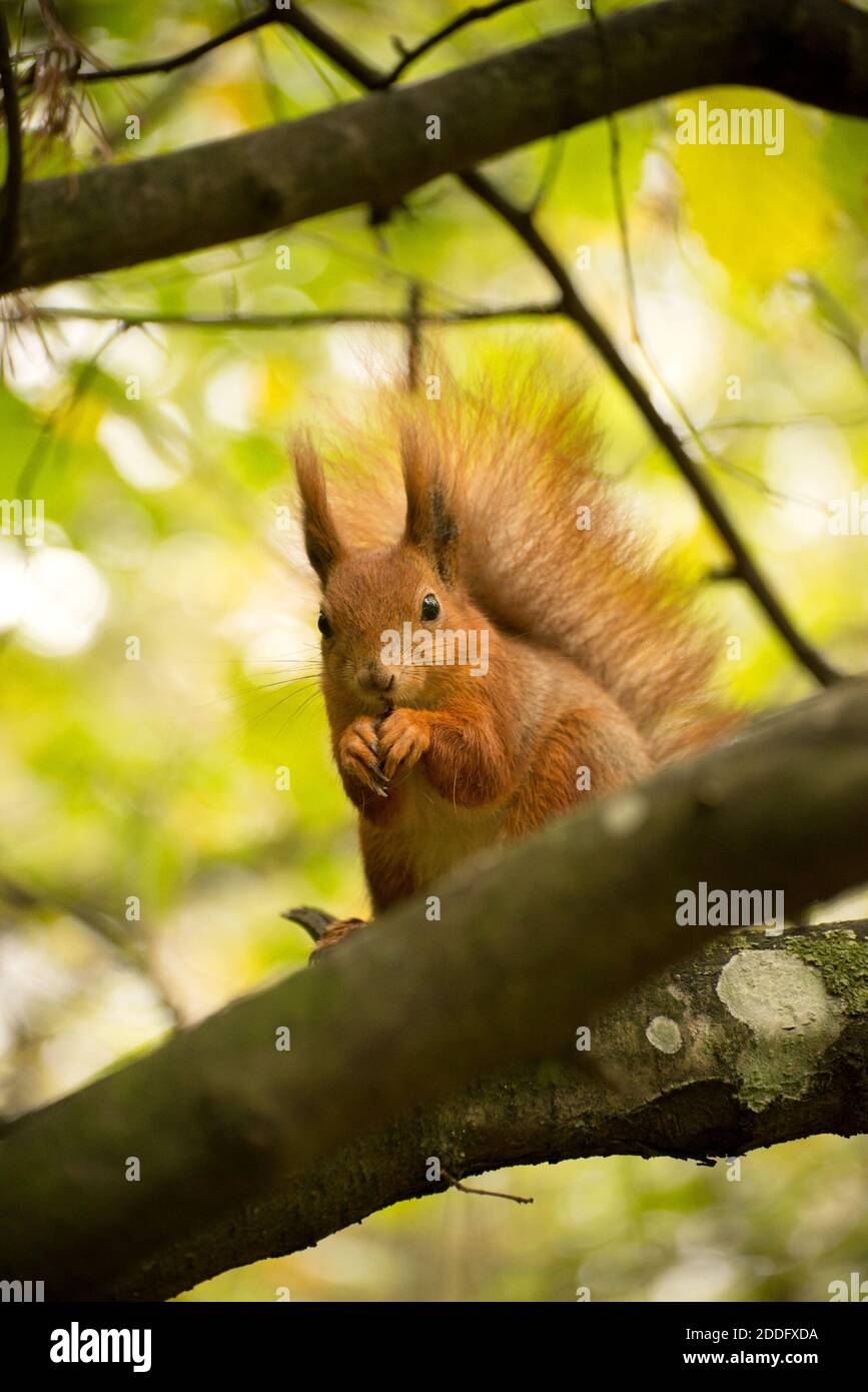 Écureuil roux moelleux dans une forêt d'automne. Curieux animal de fourrure rouge parmi les feuilles séchées. Banque D'Images