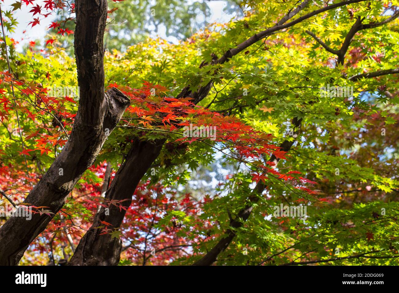 Japon, Kyoto, Arashiyama, couleurs d'automne au temple Adashino Nenbutsu-Ji Banque D'Images