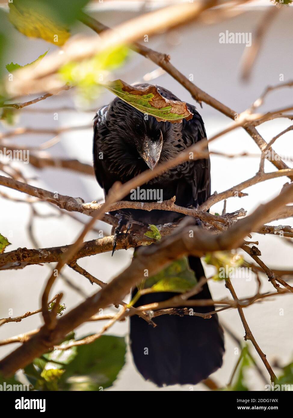 Ani à bec lisse de l'espèce Crotophaga ani Banque D'Images