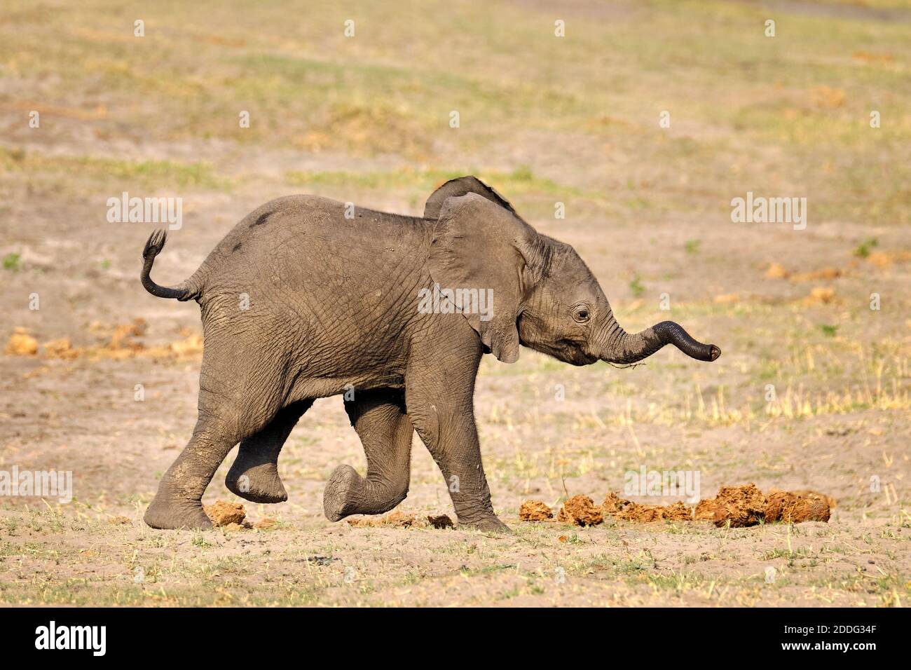 Bebe Elephant Seul Loxodonta Africana Marche Okavango Delta Botswana Afrique Photo Stock Alamy