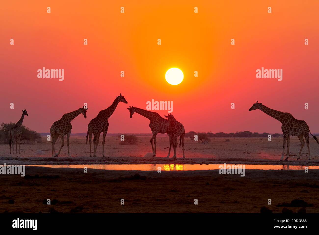Girafes, Giraffa camelopardalis, au coucher du soleil. Naxi Pan, Makgadikgadi Pan, Botswana, Afrique. Banque D'Images