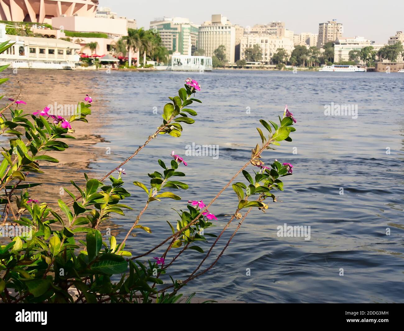 Une photo en gros plan d'une fleur pourpre sur des feuilles vertes avec un fond flou (bokeh) du Nil, un bateau, et des bâtiments sur l'autre rive, Banque D'Images