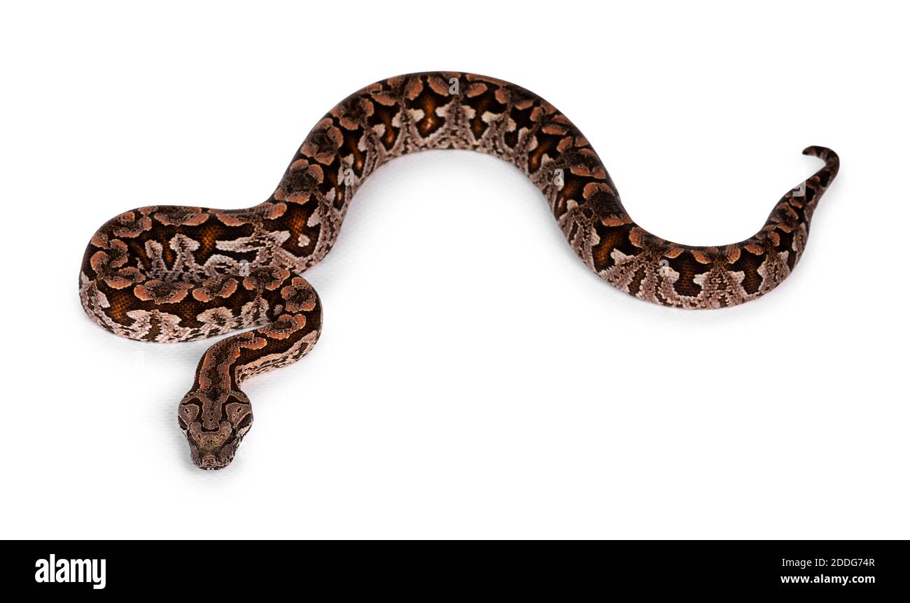 Vue de dessus pleine longueur du boa de Dumeril alias Agrantophis dumerili serpent. Isolé sur fond blanc. Banque D'Images