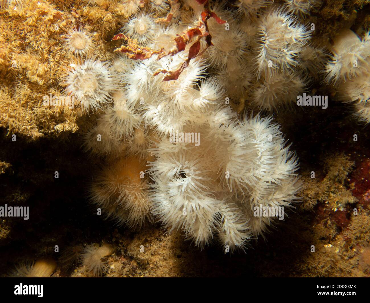 L'anémone de mer, Protanthea simplex se trouve en eaux profondes au large des côtes du nord-ouest de l'Europe. Photo des îles Weather, ouest de la Suède Banque D'Images