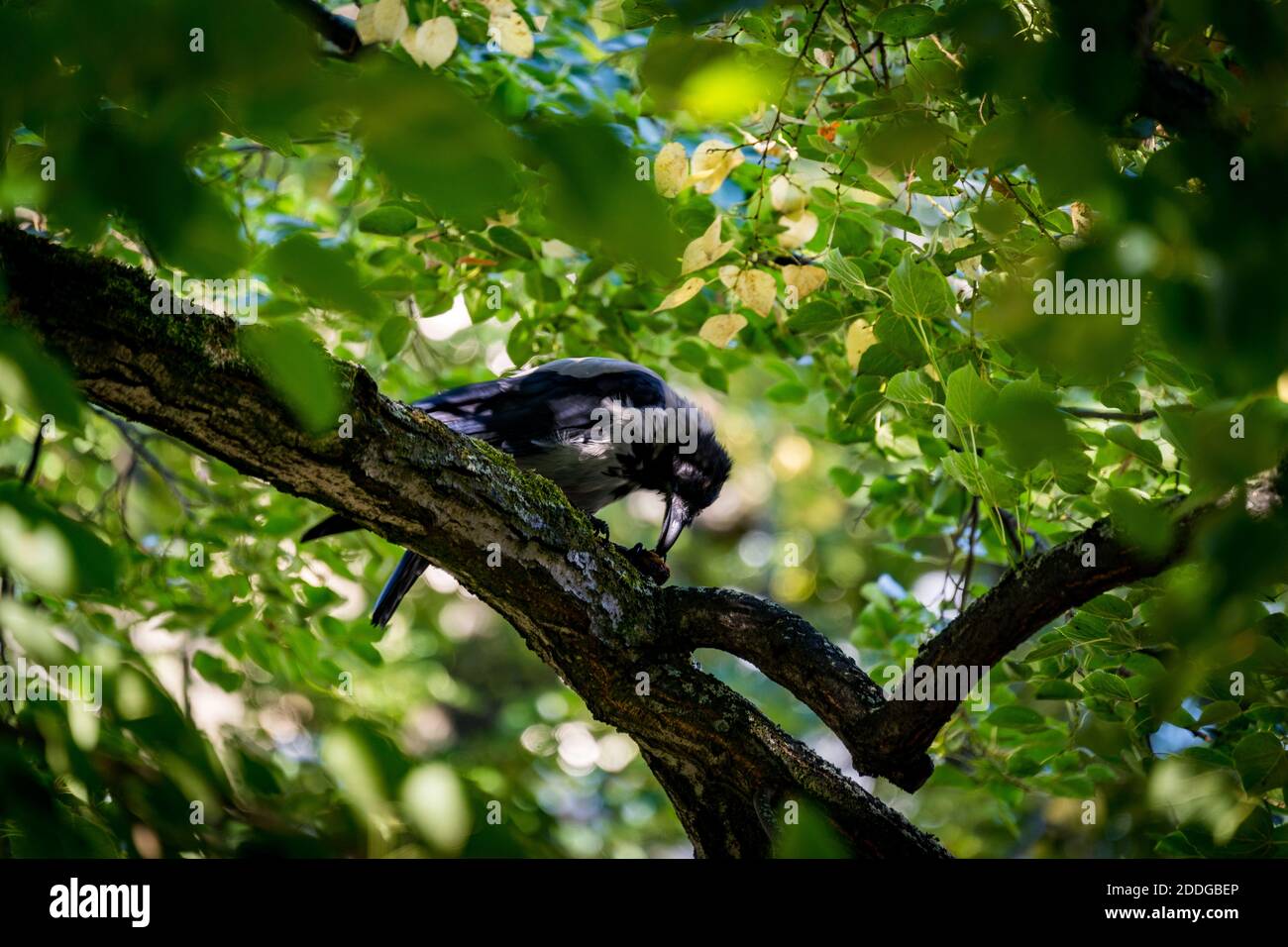 vrow sur une branche d'arbre essayant d'ouvrir un écrou Banque D'Images