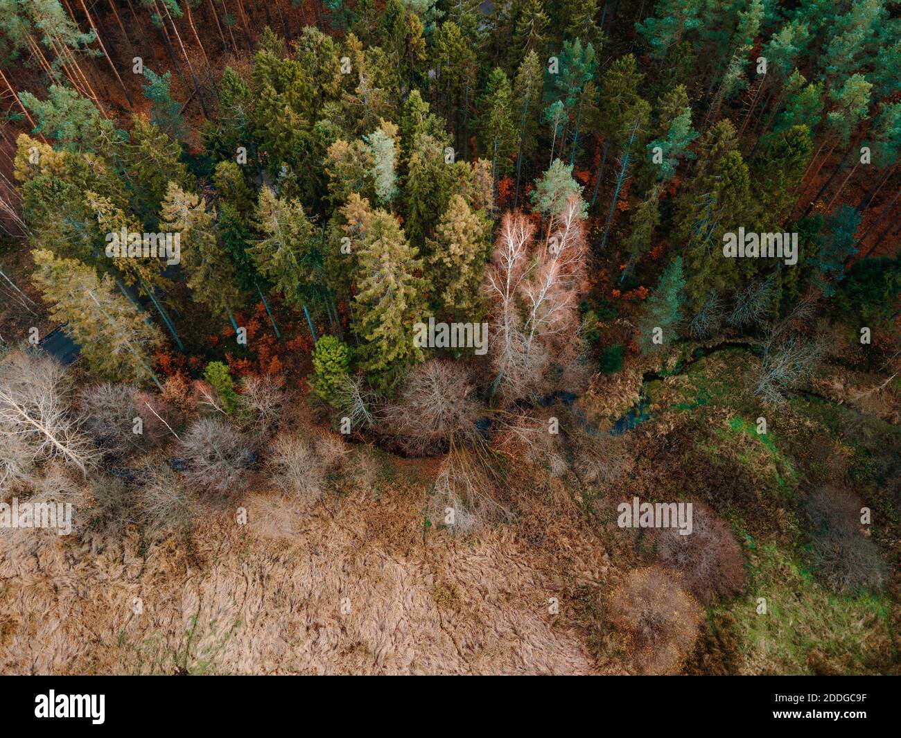 vue sur la route de la forêt depuis le drone Banque D'Images