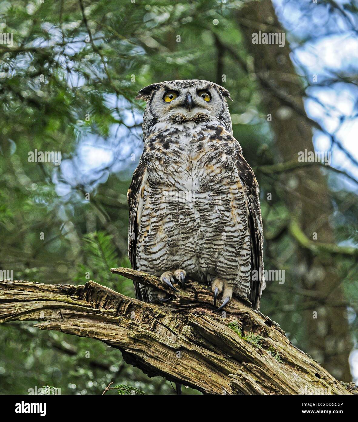 Une grande chouette à cornes qui attend le début de la soirée quand elle commencera sa chasse aux proies. Banque D'Images