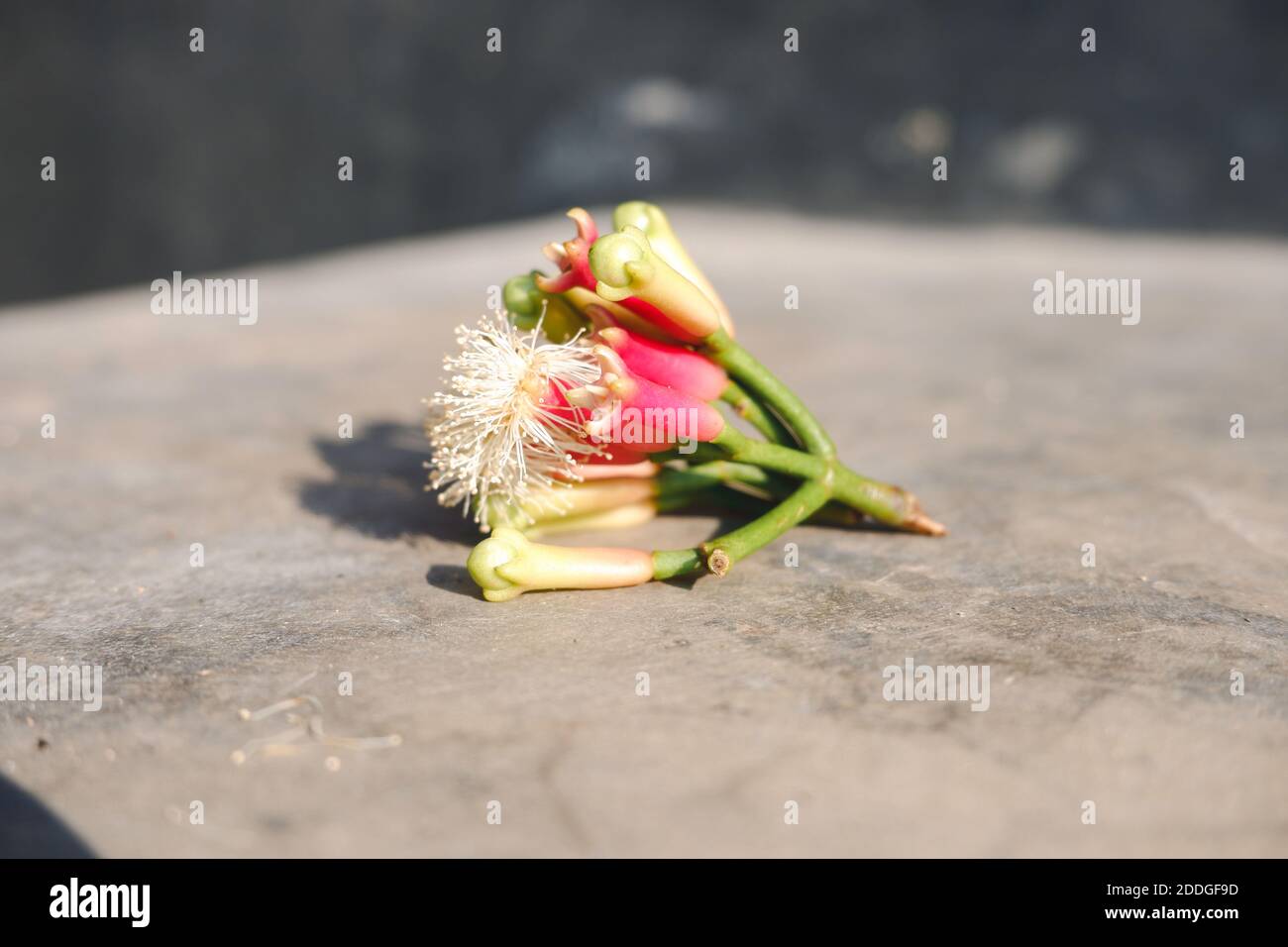 Cengkeh ou Clove comme l'une des herbes d'aromathérapie pour l'ingrédient de cigarette. Banque D'Images