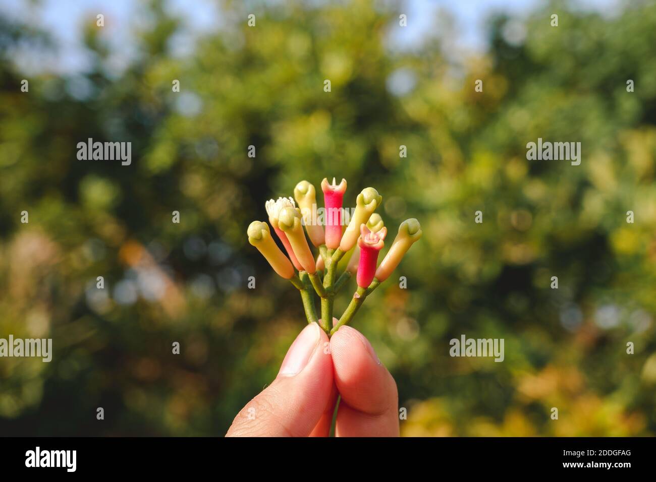 Cengkeh ou Clove comme l'une des herbes d'aromathérapie pour l'ingrédient de cigarette. Banque D'Images