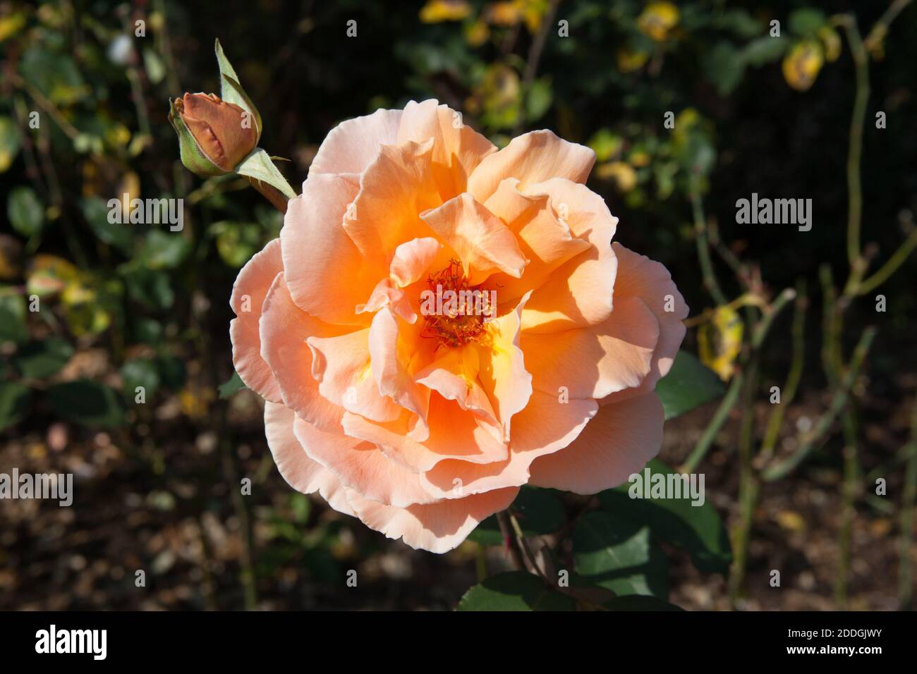 Roses couleur pêche, une ouverture et une en pleine fleur Banque D'Images