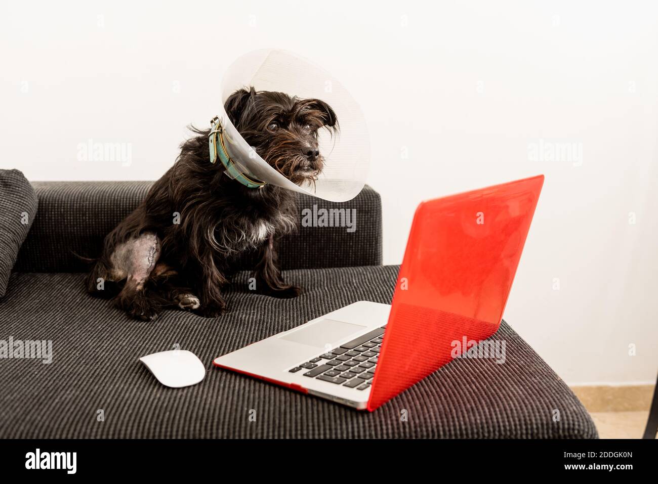 Chien domestique moelleux en cône en plastique pour animaux, assis sur un canapé et regarder des vidéos sur netbook à la maison Banque D'Images